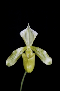 Paphiopedilum tonsum fma. album Emerald HCC/AOS 76 pts.